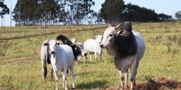 Campanha de atualização dos rebanhos no MS termina em 30 de Novembro