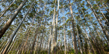 Saldo de empregos na agropecuária dobrou em Campo Grande em dois anos, maior crescimento é na produção florestal