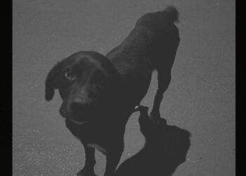 Identificado adolescente que atropelou e arrastou cachorro pelas ruas de Santa Rita do Pardo