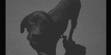 Identificado adolescente que atropelou e arrastou cachorro pelas ruas de Santa Rita do Pardo