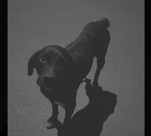 Identificado adolescente que atropelou e arrastou cachorro pelas ruas de Santa Rita do Pardo