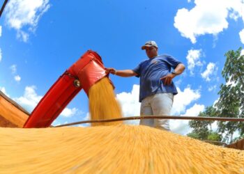 Produtores rurais devem declarar área plantada de soja até 10 de janeiro de 2025