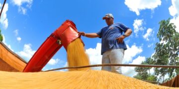 Produtores rurais devem declarar área plantada de soja até 10 de janeiro de 2025