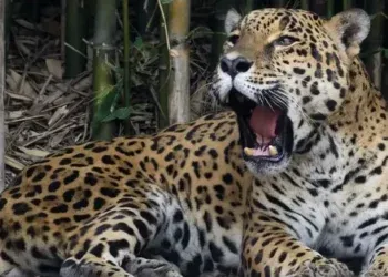 ‘No Brasil, todo mundo é onça’: como a fera virou rainha em nosso imaginário