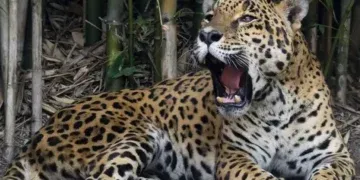 ‘No Brasil, todo mundo é onça’: como a fera virou rainha em nosso imaginário