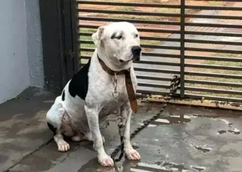 Você viu Sansão? Dog que já foi mascote da DECAT fugiu com medo de fogos e tutora pede ajuda 
