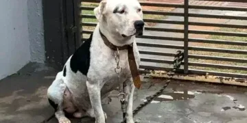 Você viu Sansão? Dog que já foi mascote da DECAT fugiu com medo de fogos e tutora pede ajuda 