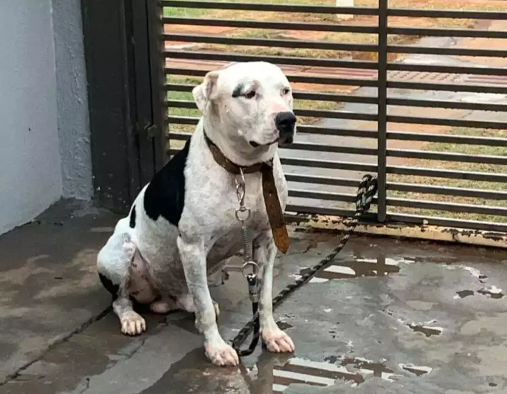 Você viu Sansão? Dog que já foi mascote da DECAT fugiu com medo de fogos e tutora pede ajuda 
