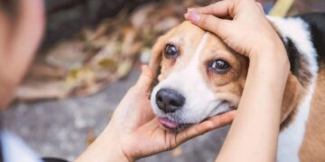 Dezembro Verde: Evento contra o abandono de animais acontece neste sábado em Campo Grande