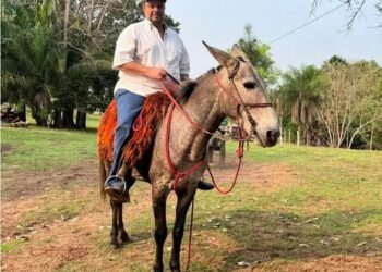 Fazendeiro morre depois de ser atacado por abelhas em Camapuã; 2º caso na cidade