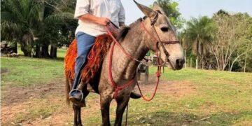 Fazendeiro morre depois de ser atacado por abelhas em Camapuã; 2º caso na cidade