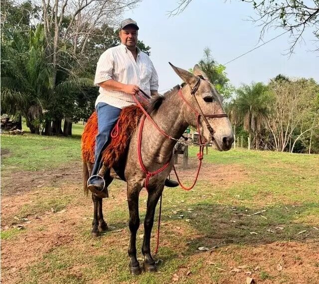 Fazendeiro morre depois de ser atacado por abelhas em Camapuã; 2º caso na cidade