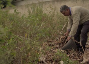 Mato Grosso do Sul registra 19.473 casos prováveis de Dengue em 2024