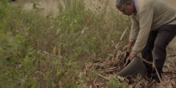 Mato Grosso do Sul registra 19.473 casos prováveis de Dengue em 2024