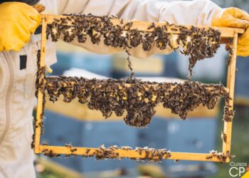 Trabalhador morre após ataque de abelhas em Camapuã