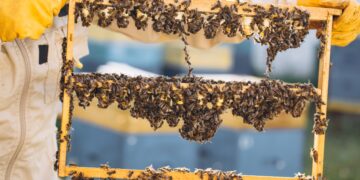 Trabalhador morre após ataque de abelhas em Camapuã