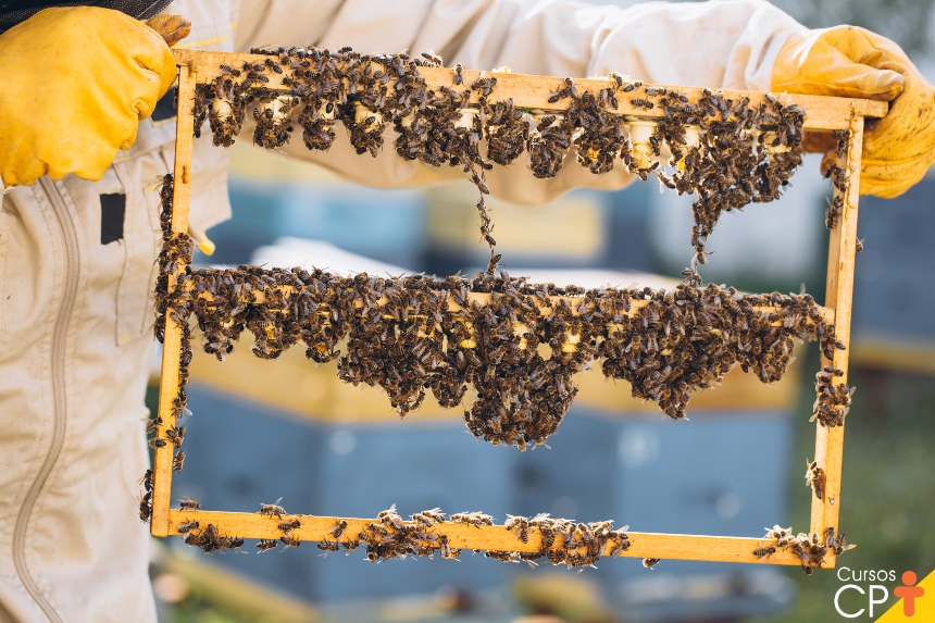 Trabalhador morre após ataque de abelhas em Camapuã