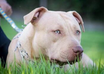 Pit Bull ataca família em Nova Alvorada do Sul e tutor é acusado de omissão de cautela
