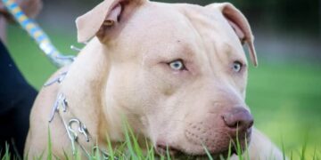 Pit Bull ataca família em Nova Alvorada do Sul e tutor é acusado de omissão de cautela