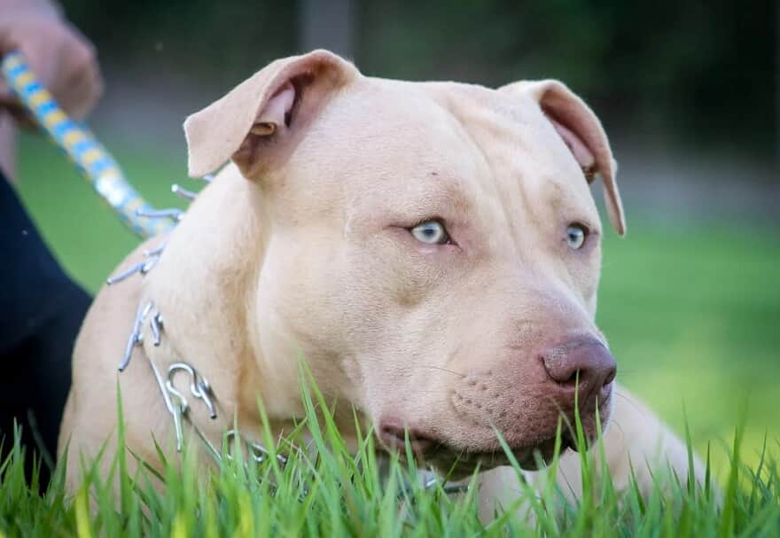 Pit Bull ataca família em Nova Alvorada do Sul e tutor é acusado de omissão de cautela