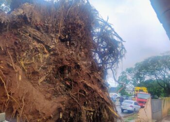 Seringueira histórica cai em Dourados após chuvas intensas