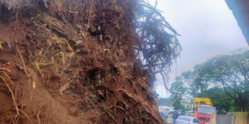 Seringueira histórica cai em Dourados após chuvas intensas