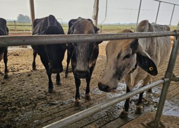 Novas raças genéticas de animais também serão isentas de ICMS em Mato Grosso do Sul