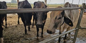 Novas raças genéticas de animais também serão isentas de ICMS em Mato Grosso do Sul