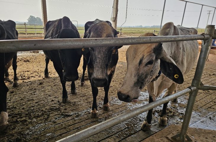 Novas raças genéticas de animais também serão isentas de ICMS em Mato Grosso do Sul