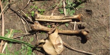 Ossada humana é encontrada em área de proteção ambiental em Naviraí