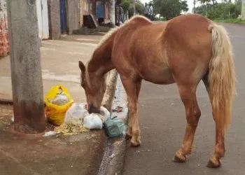 Motociclista perde a vida em colisão com cavalo na rodovia PY08 em Bela Vista