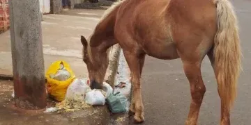Motociclista perde a vida em colisão com cavalo na rodovia PY08 em Bela Vista