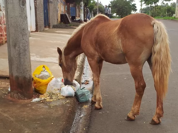 Motociclista perde a vida em colisão com cavalo na rodovia PY08 em Bela Vista