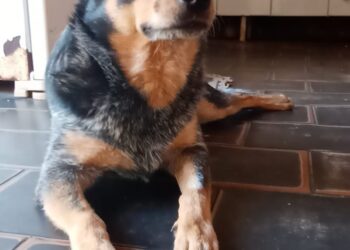 Você viu a Aika? Doguinha sumiu próximo ao Centro e família procura por ela 