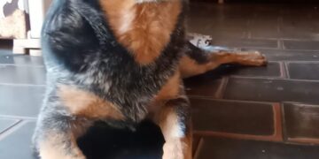 Você viu a Aika? Doguinha sumiu próximo ao Centro e família procura por ela 