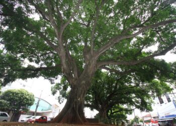 Inscrições abertas para eleição dos representantes do Conselho Municipal de Meio Ambiente de Campo Grande