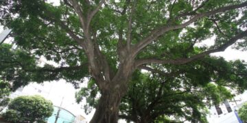 Inscrições abertas para eleição dos representantes do Conselho Municipal de Meio Ambiente de Campo Grande