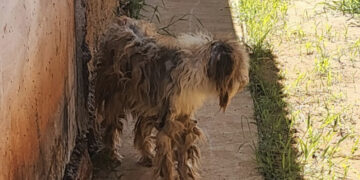 Cachorro é resgatado há dias sem água e comida, em estado cadavérico em MS