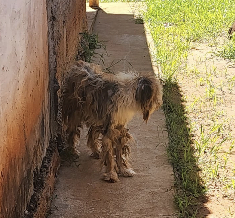 Cachorro é resgatado há dias sem água e comida, em estado cadavérico em MS