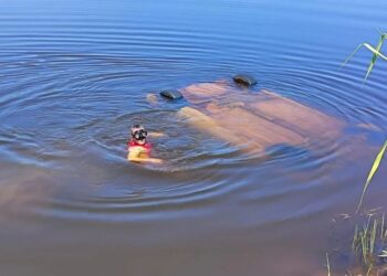 Vídeo: família morre após carro capotar e cair em rio em MS; condutor teria bebido 