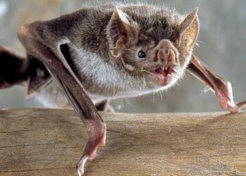 Sesau confirma 1º caso de raiva em morcego em 2025 na Capital