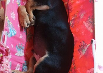 Ajude a encontrar o Thor: Cachorrinho desaparecido no bairro Itamaracá