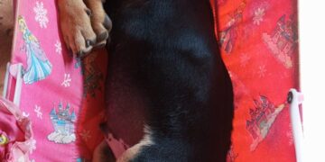 Ajude a encontrar o Thor: Cachorrinho desaparecido no bairro Itamaracá