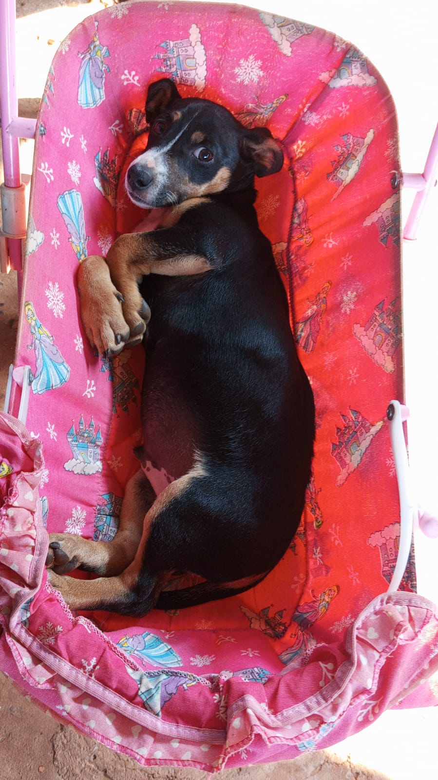 Ajude a encontrar o Thor: Cachorrinho desaparecido no bairro Itamaracá