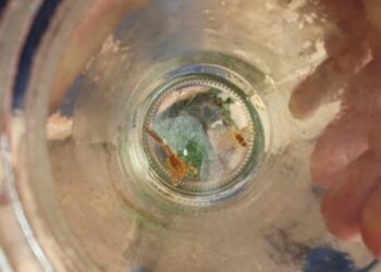 SESAU traz dicas para população sobre prevenção de acidentes com escorpiões no período de férias