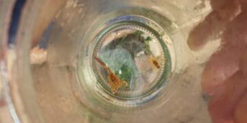 SESAU traz dicas para população sobre prevenção de acidentes com escorpiões no período de férias