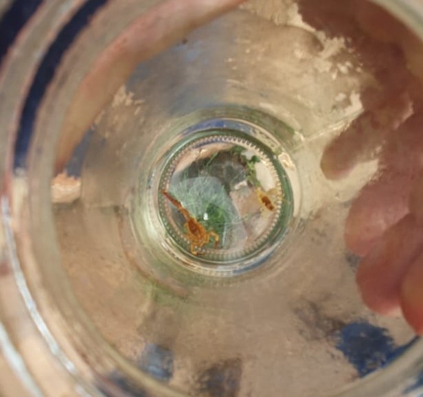 SESAU traz dicas para população sobre prevenção de acidentes com escorpiões no período de férias