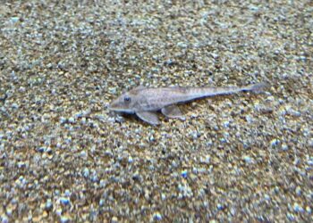 Bioparque Pantanal integra associação de Zoológicos e Aquários do Brasil (AZAB)