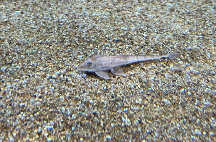 Bioparque Pantanal integra associação de Zoológicos e Aquários do Brasil (AZAB)