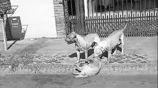 Proprietária de Pitbulls é intimada após ataque mortal a cachorros